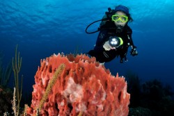 Roatan Aggressor Liveaboard - Honduras.